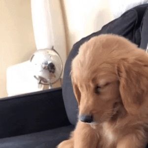 Meet your Posher, Dennis